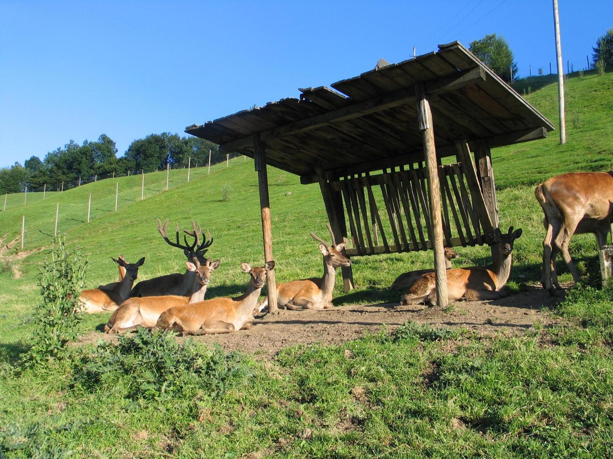 Ferienwohnung Ausblick Zillertal Hainzenberg Dış mekan fotoğraf